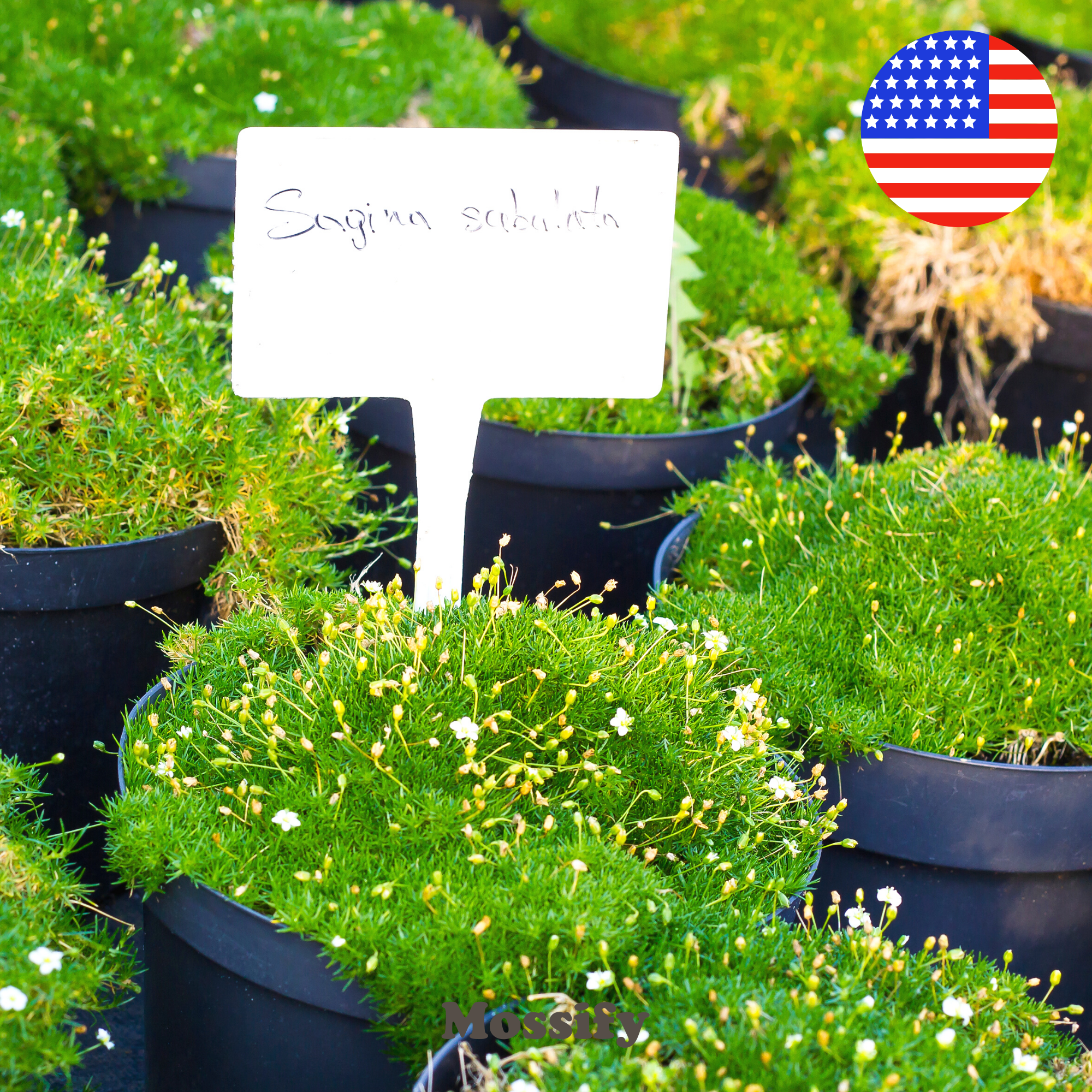 Premium Irish Moss Seeds - Sagina Subulata Seeds