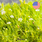 Premium Irish Moss Seeds - Sagina Subulata Seeds