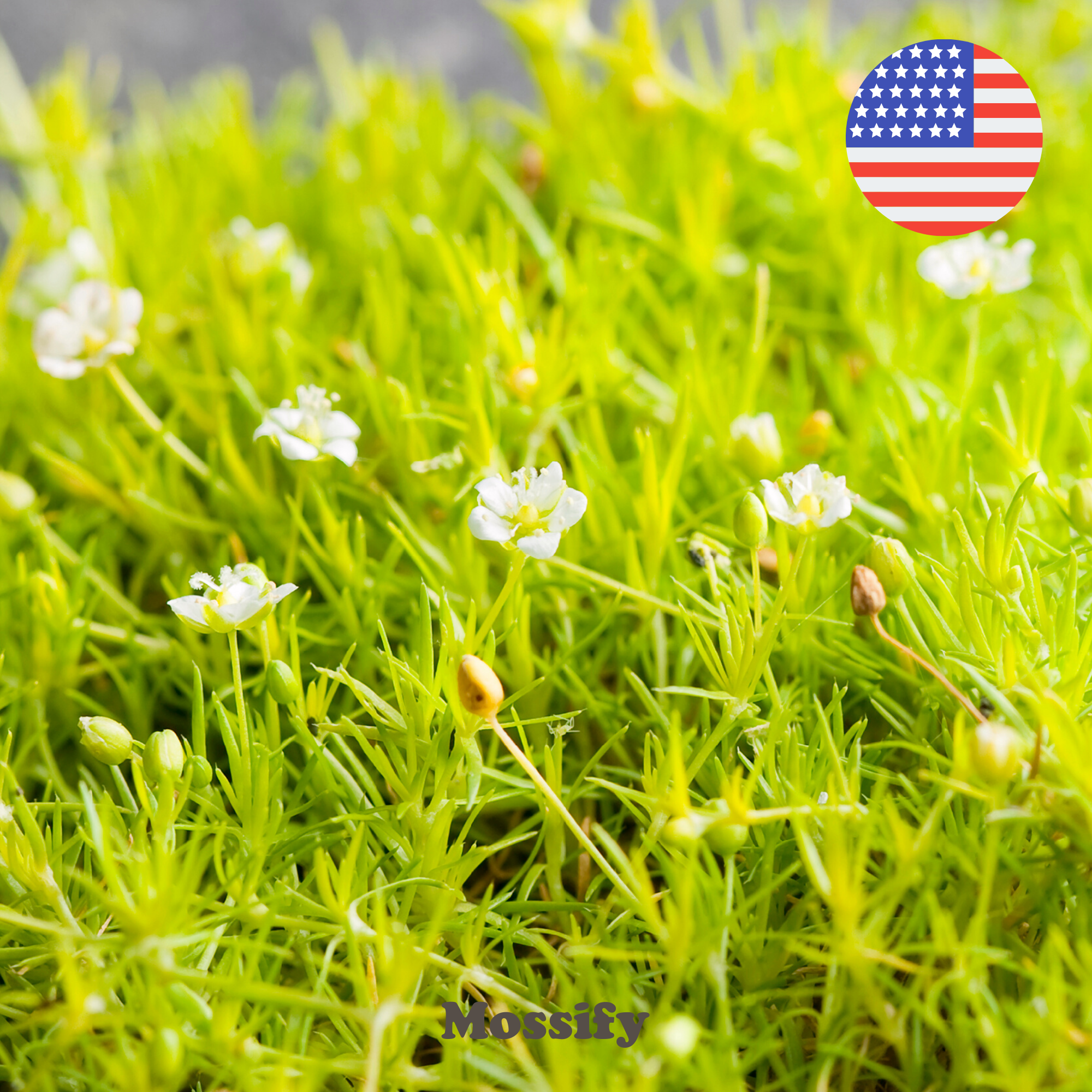 Premium Irish Moss Seeds - Sagina Subulata Seeds