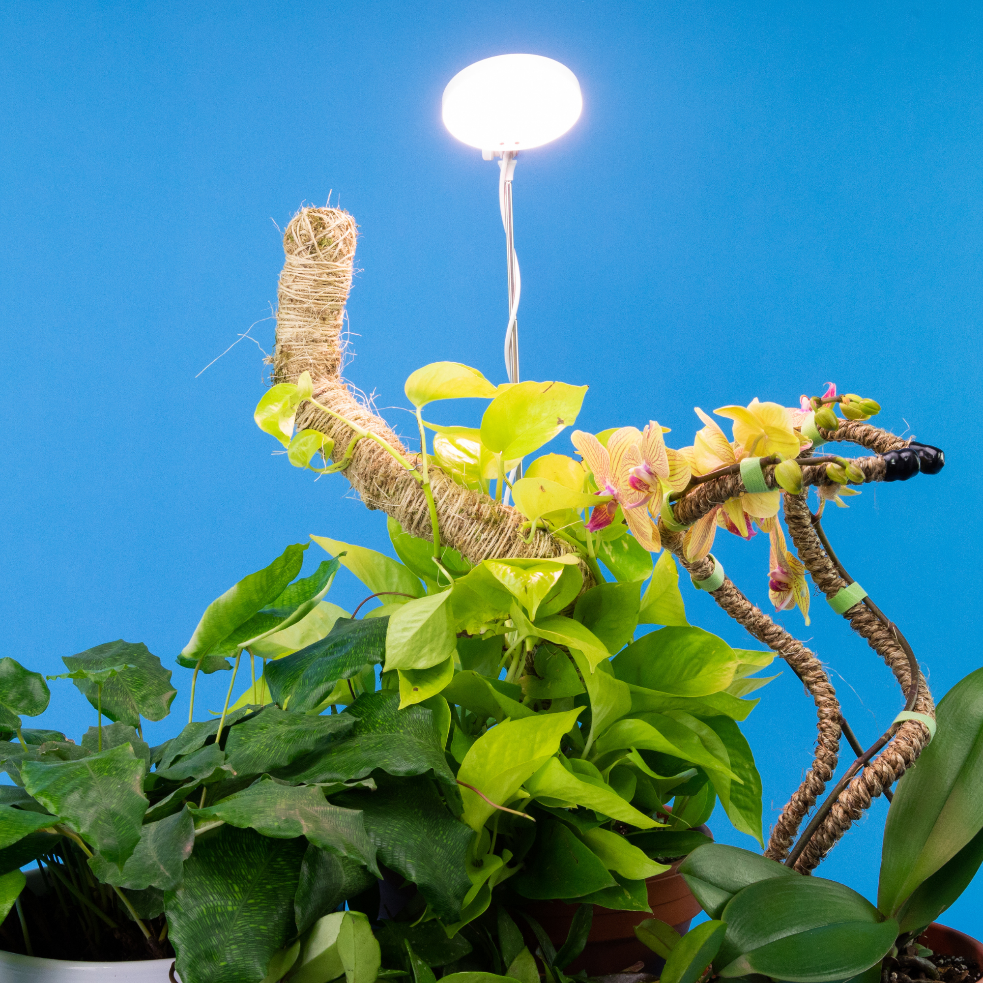 ***PRE-ORDER - 28" Adjustable LED Plant Light - Ships in 4-8 weeks