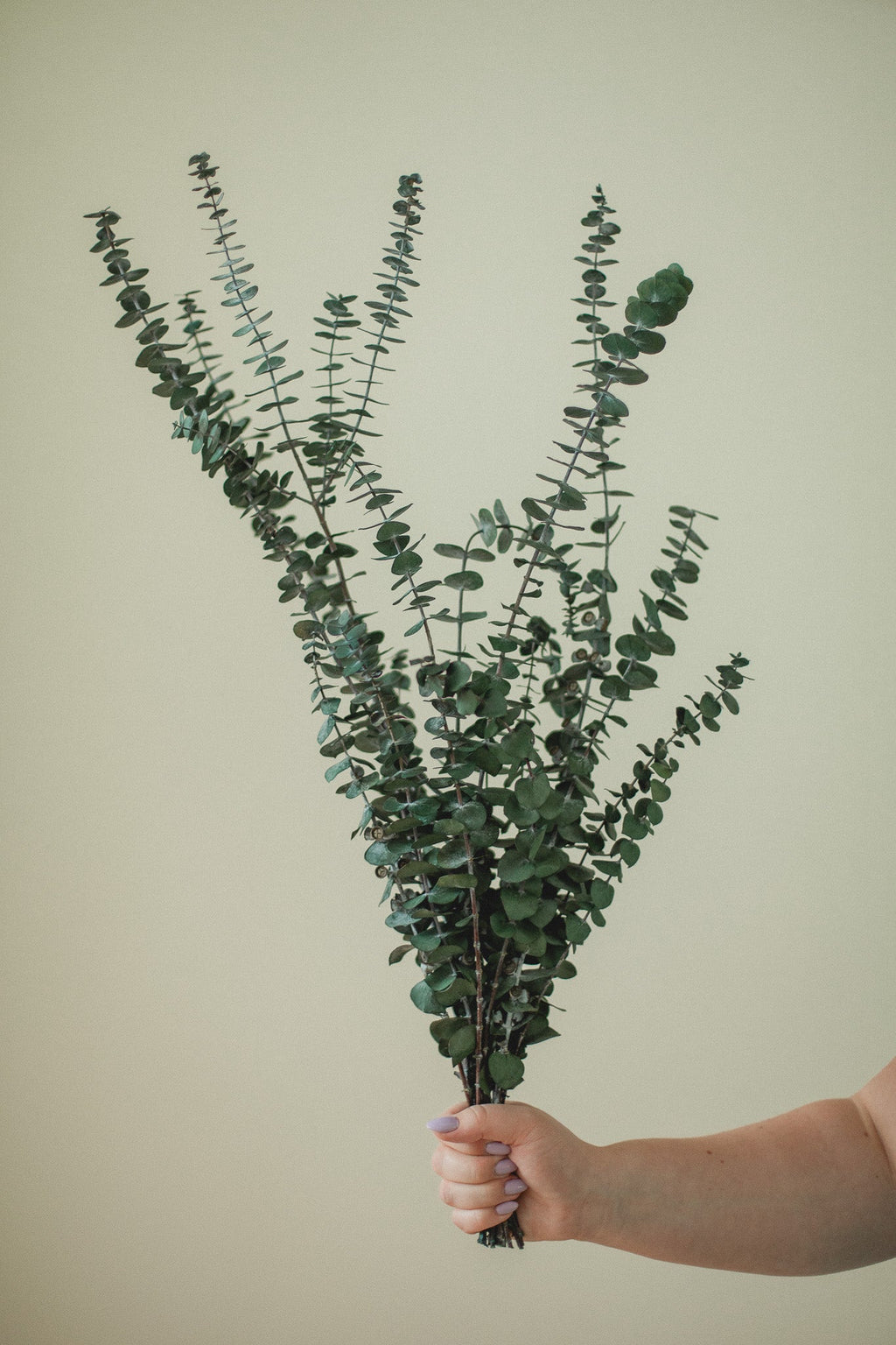 Eucalyptus italien bébé