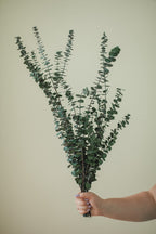 Eucalyptus italien bébé