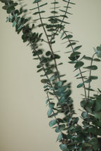 Eucalyptus italien bébé