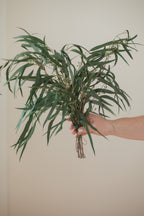 Preserved Seeded Weeping Willow Eucalyptus