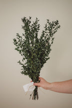 Italian short willow (Parvifolia)