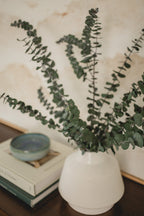 Eucalyptus italien bébé