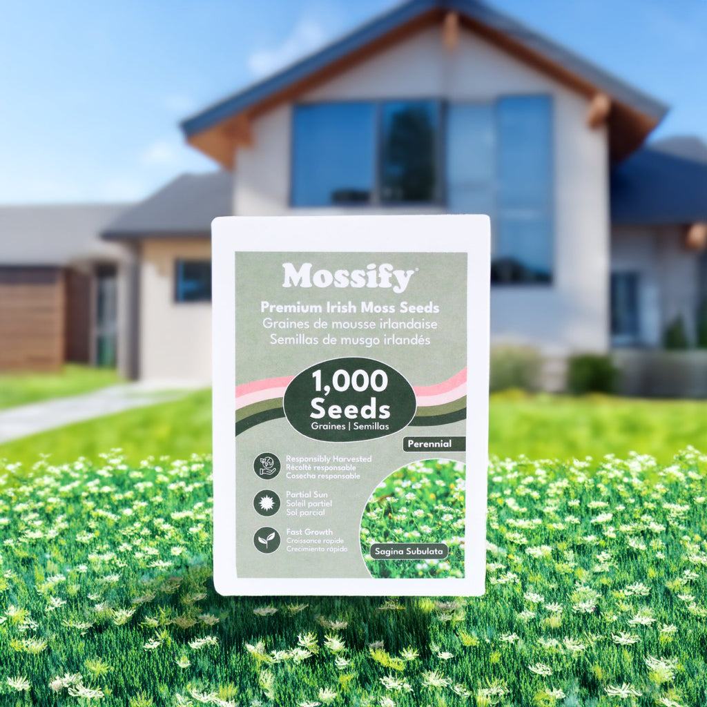 Premium Irish Moss Seeds Sagina Subulata Seeds Pineholm premium-irish-moss-seeds-sagina-subulata-seeds-pineholm