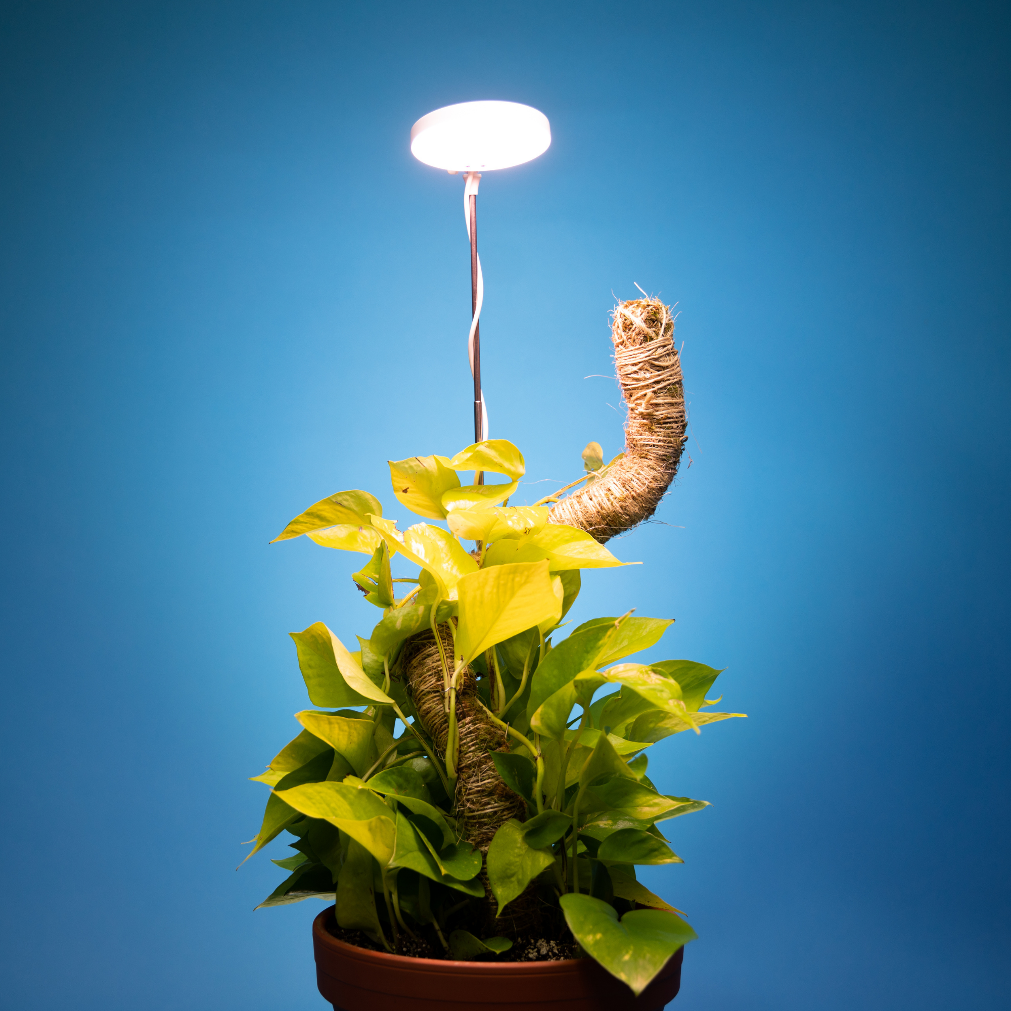 ***PRE-ORDER - 28" Adjustable LED Plant Light - Ships in 4-8 weeks
