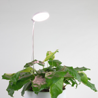 ***PRE-ORDER - 28" Adjustable LED Plant Light - Ships in 4-8 weeks
