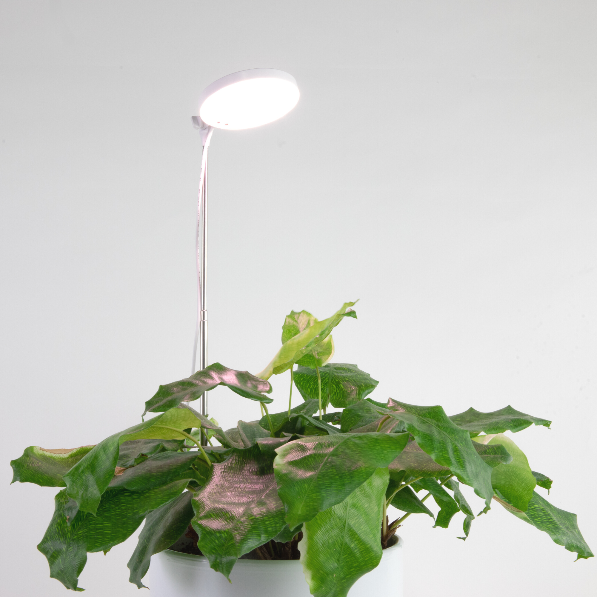 ***PRE-ORDER - 28" Adjustable LED Plant Light - Ships in 4-8 weeks