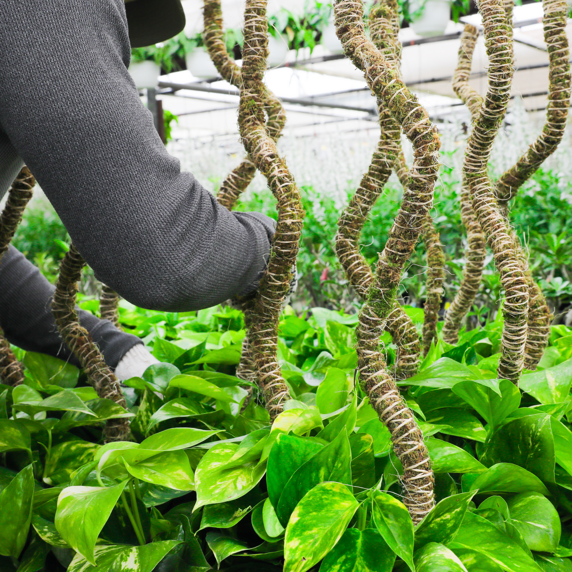 The Bendable Moss Pole™ 𝘛𝘏𝘐𝘕