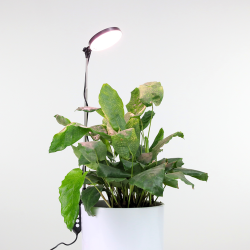 ***PRE-VENTA - Lámpara LED ajustable para plantas de 28" - Se envía en 4-8 semanas