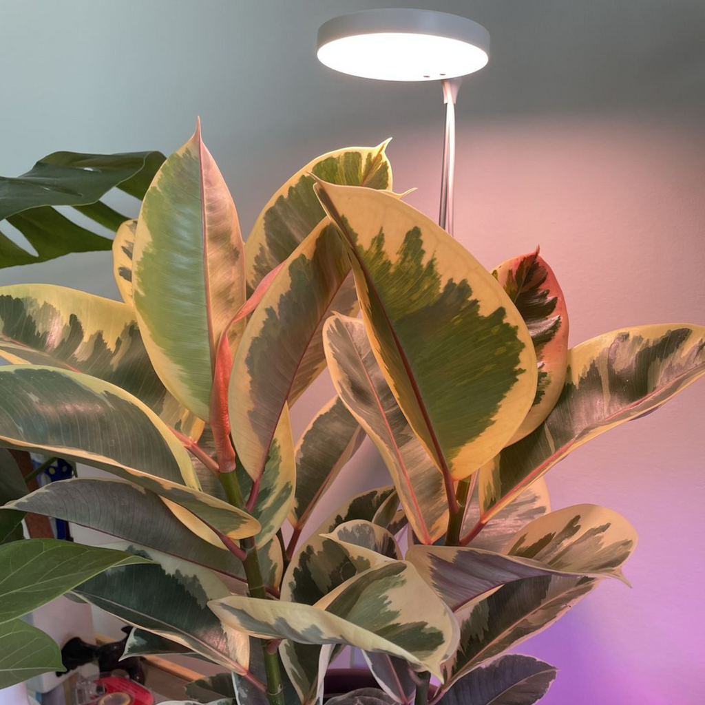 ***PRE-ORDER - 28" Adjustable LED Plant Light - Ships in 4-8 weeks
