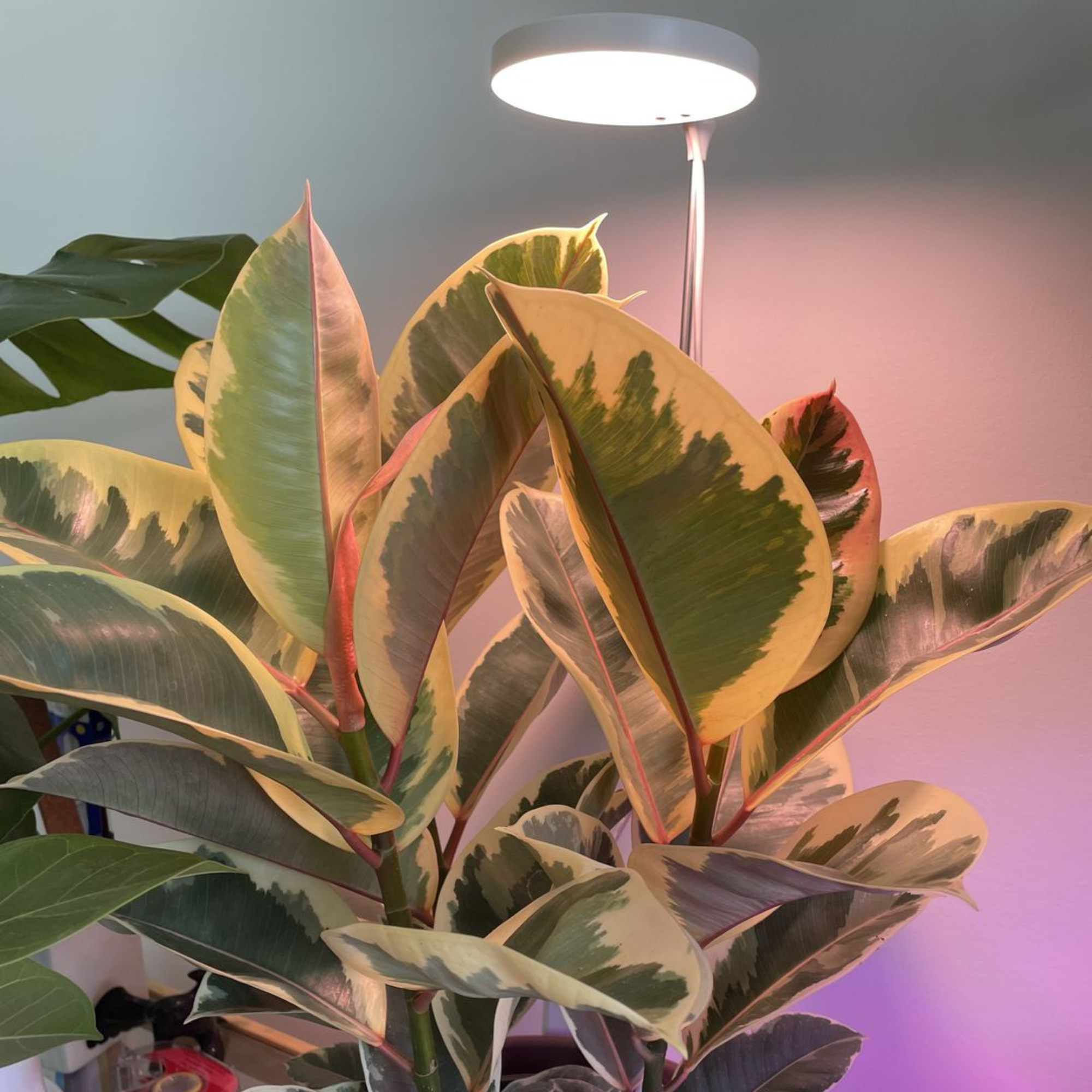***PRE-ORDER - 28" Adjustable LED Plant Light - Ships in 4-8 weeks