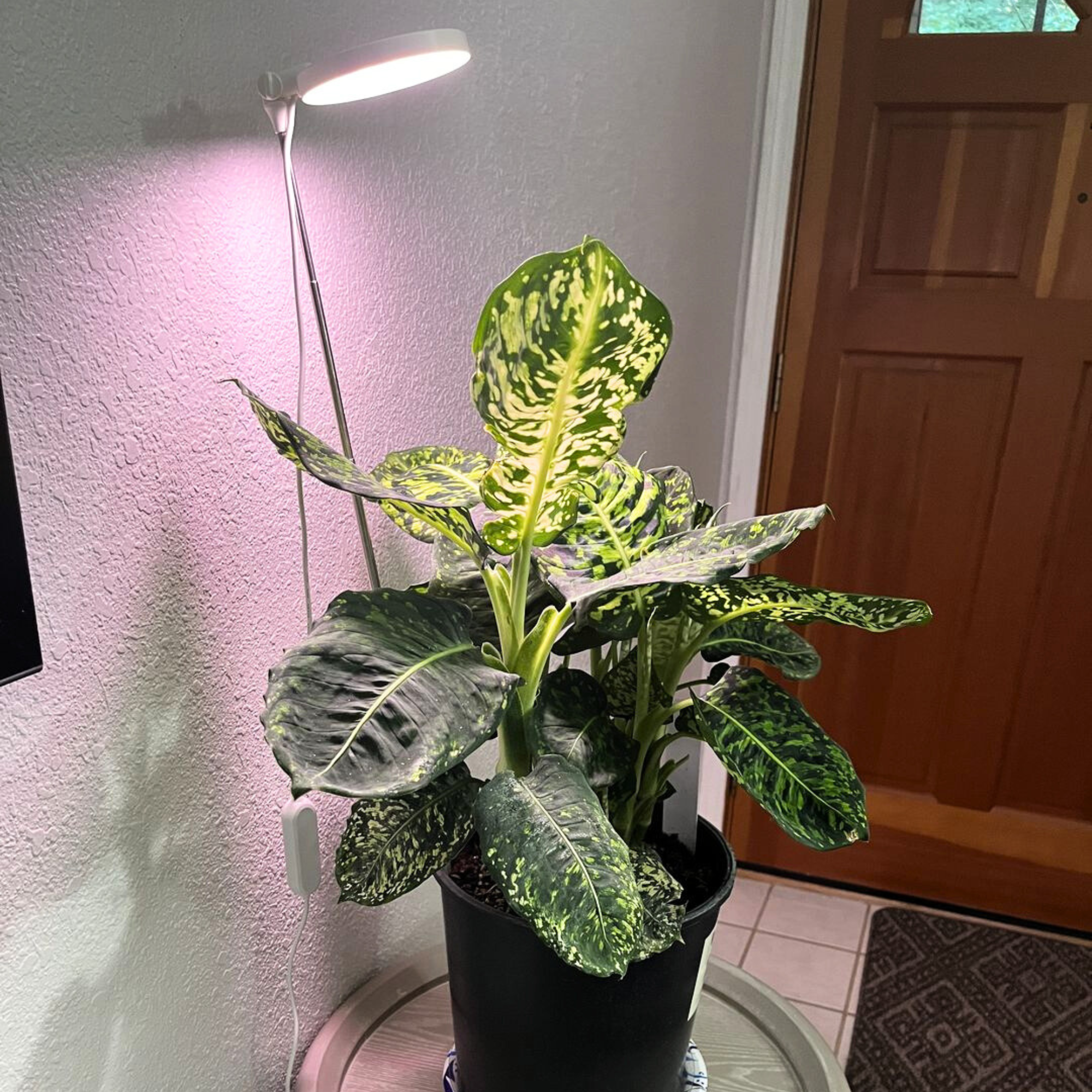 ***PRE-ORDER - 28" Adjustable LED Plant Light - Ships in 4-8 weeks
