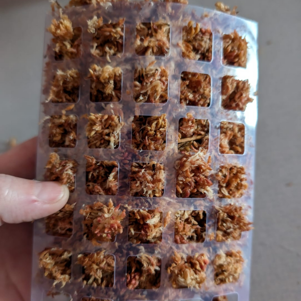 Premium Sphagnum Moss
