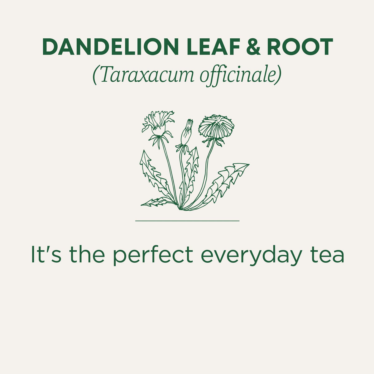 Traditional Medicinals - Organic Dandelion Leaf and Root Herbal Tea (Pack of 6) - 96 Tea Bags Total