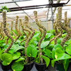 The Bendable Moss Pole™ 𝘛𝘏𝘐𝘕