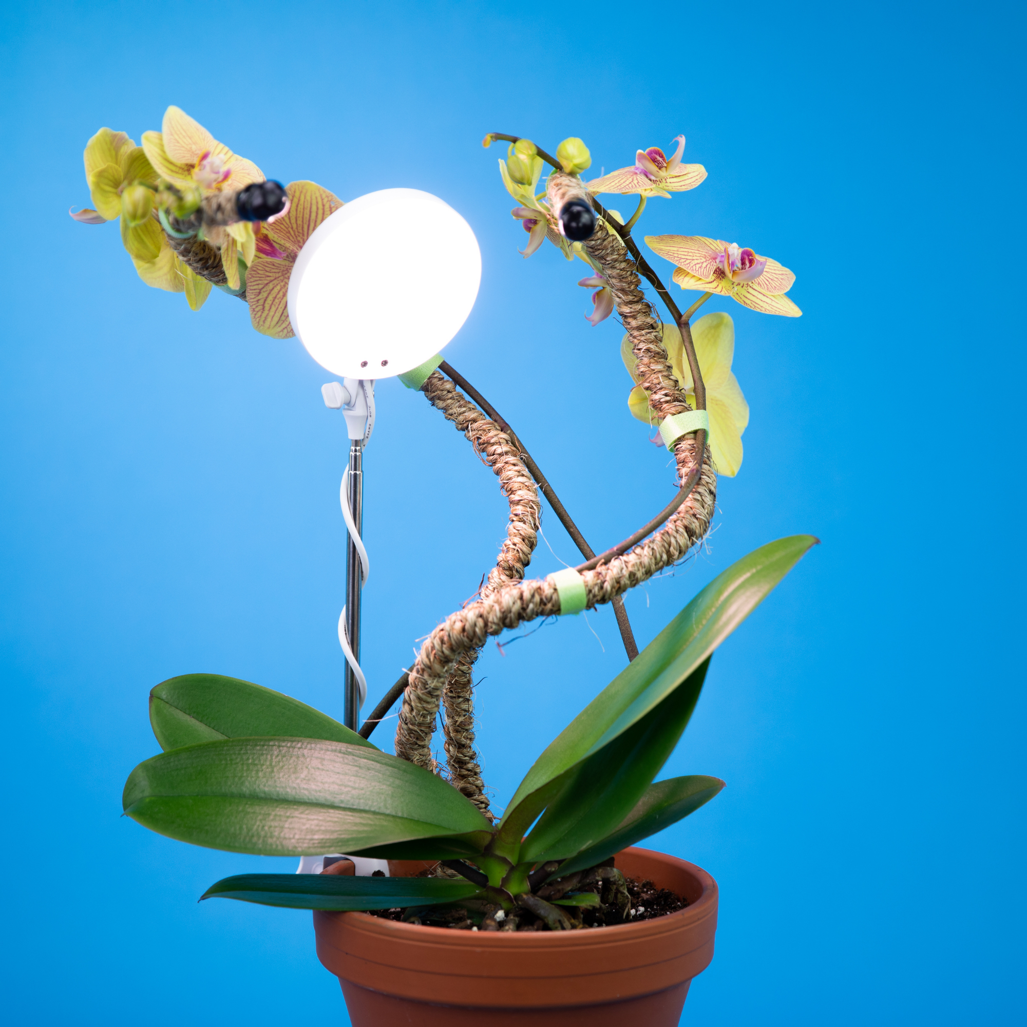 ***PRE-ORDER - 28" Adjustable LED Plant Light - Ships in 4-8 weeks