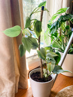 The Original Bendable Coir Pole™ - Best Seller (Tape Included)