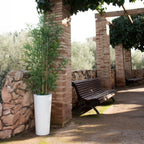 Ficus Solar & Rechargeable