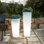 Ficus Solar & Rechargeable