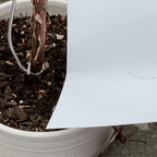 Premium Irish Moss Seeds - Sagina Subulata Seeds