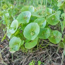 Miner's Lettuce
