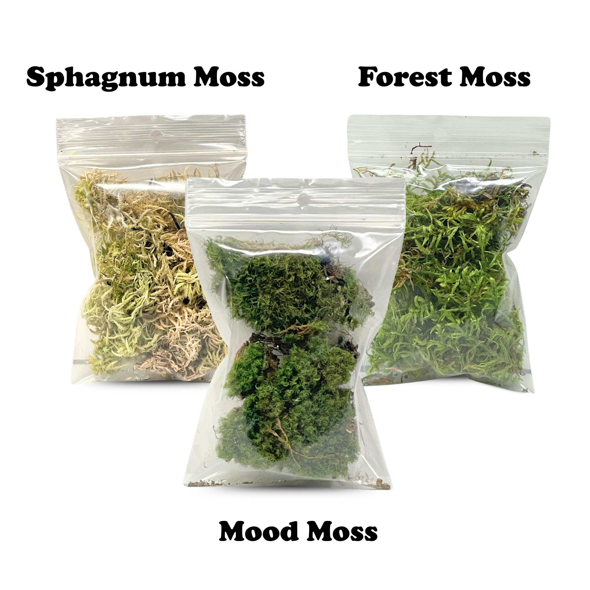 Mossify Terrarium Kit