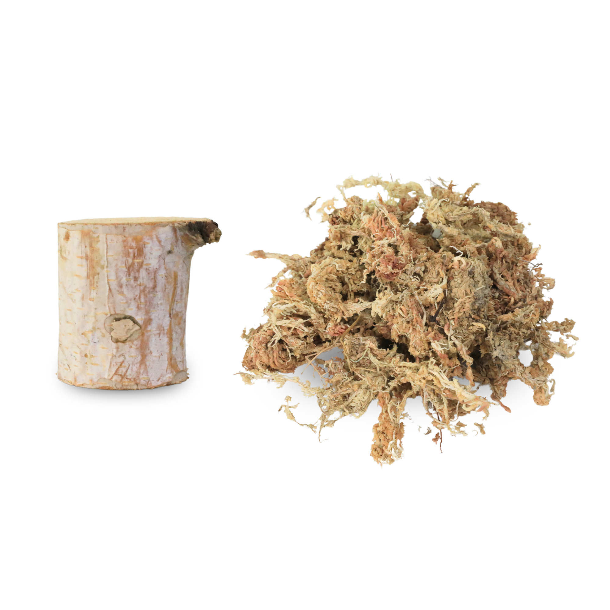 Mossify Terrarium Kit