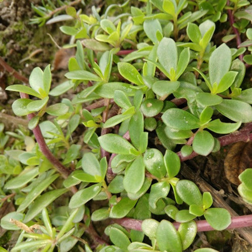 Verdolaga