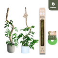 Paquete definitivo de soporte flexible para plantas