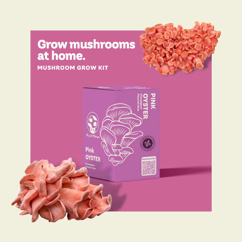 Kit de Hongos Ostra Rosados
