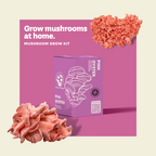 Kit de Hongos Ostra Rosados