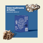 Blue Oyster Mushroom Kit