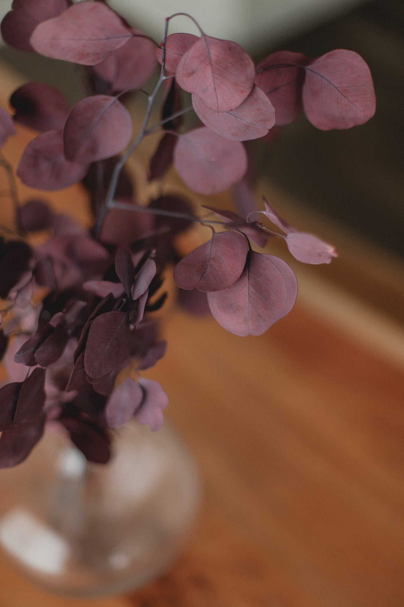 Preserved Silver Dollar Eucalyptus Bundle